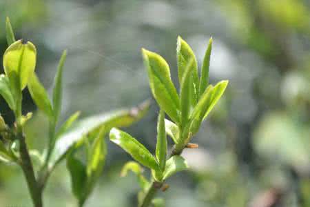 2019茶學專業(yè)就業(yè)方向與就業(yè)前景如何 2019茶學專業(yè)就業(yè)方向與就業(yè)前景如何