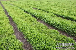 2019中草藥栽培與鑒定專業(yè)就業(yè)方向與就業(yè)前景如何 2019中草藥栽培與鑒定專業(yè)就業(yè)方向與就業(yè)前景如何