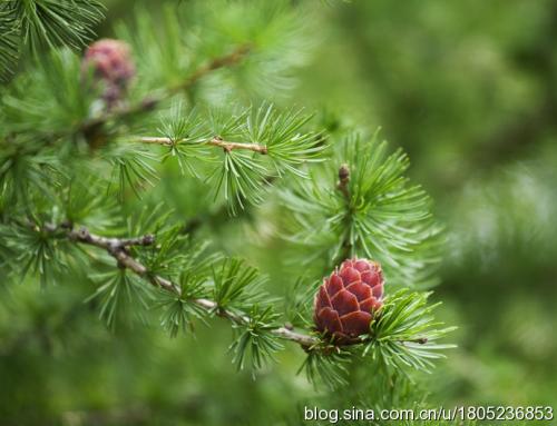 2019野生植物資源開發(fā)與利用專業(yè)就業(yè)方向與就業(yè)前景如何 2019野生植物資源開發(fā)與利用專業(yè)就業(yè)方向與就業(yè)前景如何