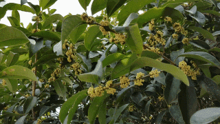 上海閔行區(qū)賞桂地圖 又到一年桂花香 (圖)