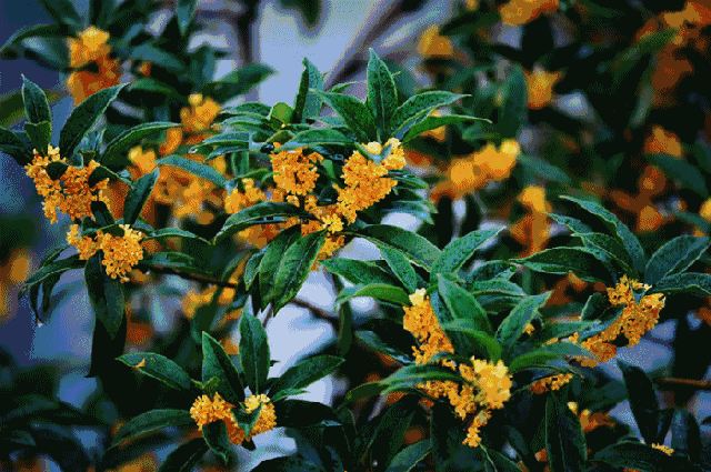 上海閔行區(qū)賞桂地圖 又到一年桂花香 (圖)